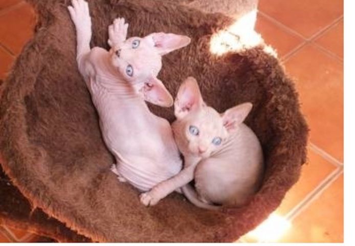 Sphynx-Kätzchen whatsapp +4915510685699