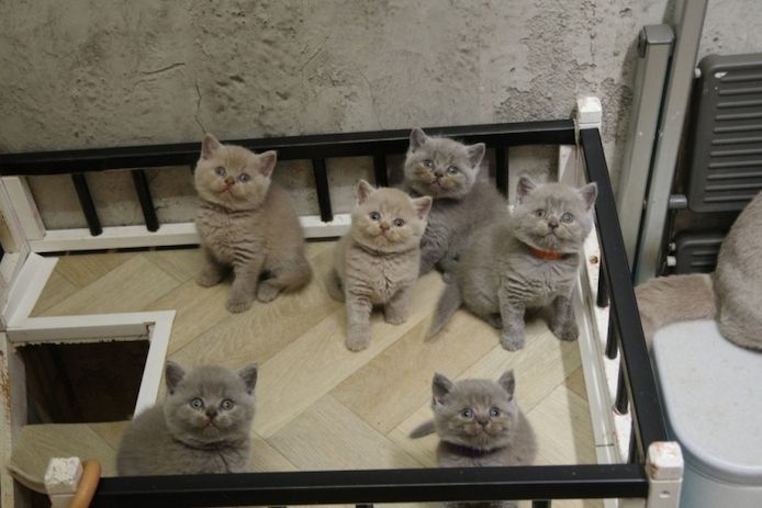 Wunderschöne BKH Kitten (männl.) mit Stammbaum