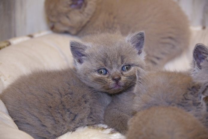 Wunderschöne BKH Kitten (männl.) mit Stammbaum