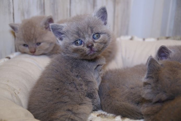 Wunderschöne BKH Kitten (männl.) mit Stammbaum