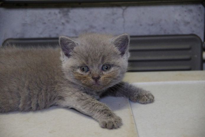 Wunderschöne BKH Kitten (männl.) mit Stammbaum