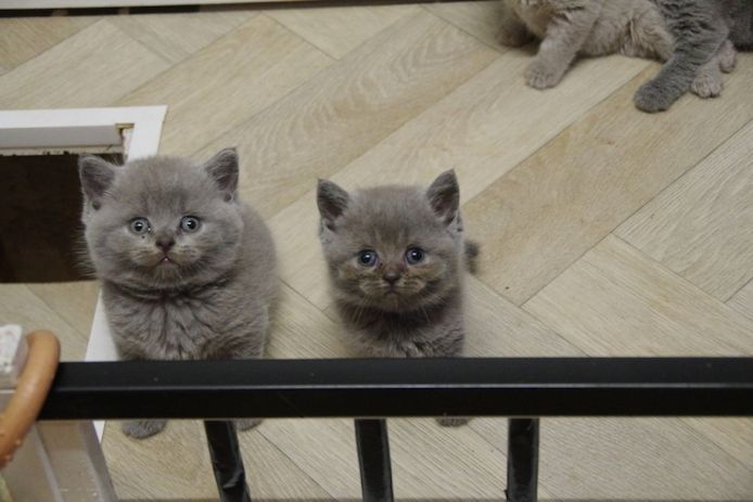 Wunderschöne BKH Kitten (männl.) mit Stammbaum