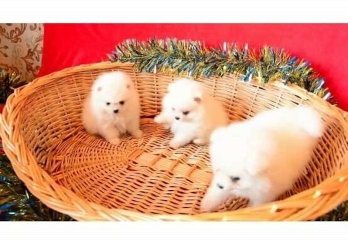 MINI POMERANIAN ZWERGSPITZ 