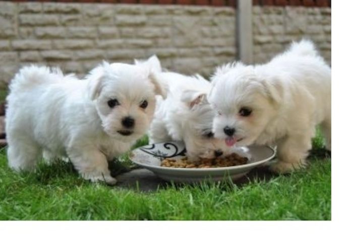 Malteser Welpen 