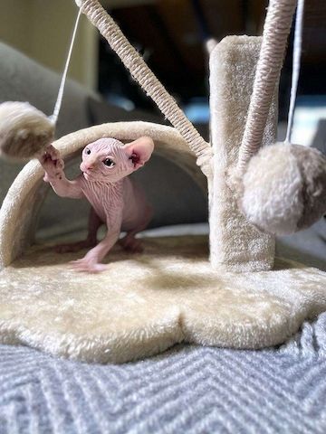 Sphynx Kätzchen zum Verkauf