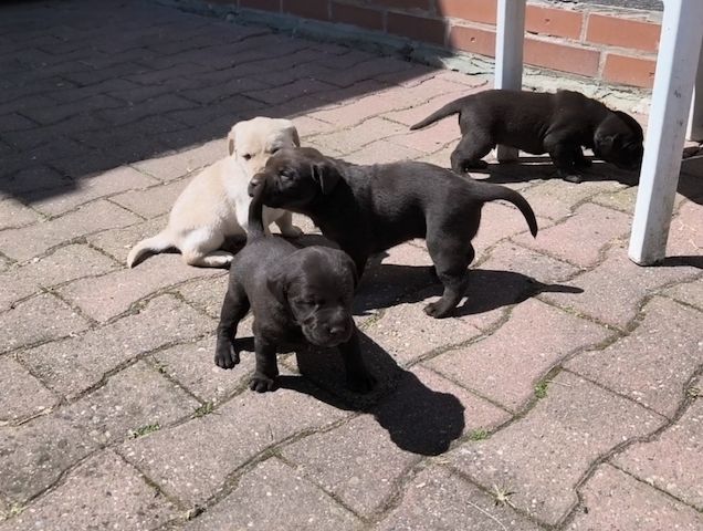 Labrador - Mix - Welpen (schwarz)