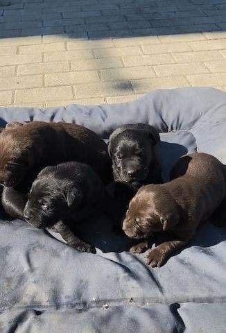 Labrador - Mix - Welpen (schwarz)