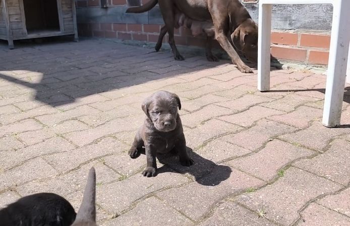 Labrador - Mix - Welpen (schwarz)