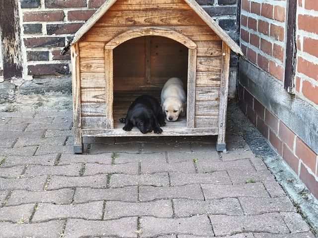 Labrador - Mix - Welpen (schwarz)