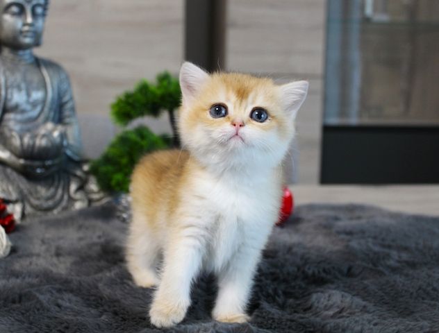 BKH Kitten verschiedene Farben Britisch Kurzhaar Kitten Babies Stammbaum Britisch Langhaar BLH