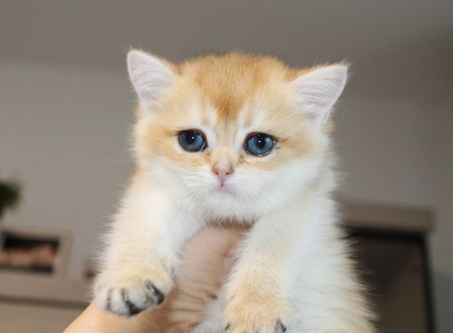 BKH Kitten verschiedene Farben Britisch Kurzhaar Kitten Babies Stammbaum Britisch Langhaar BLH