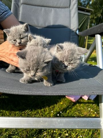 bkh kitten in golden black silver shaded tabby zu verkaufen *britisch kurzhaar kitten*