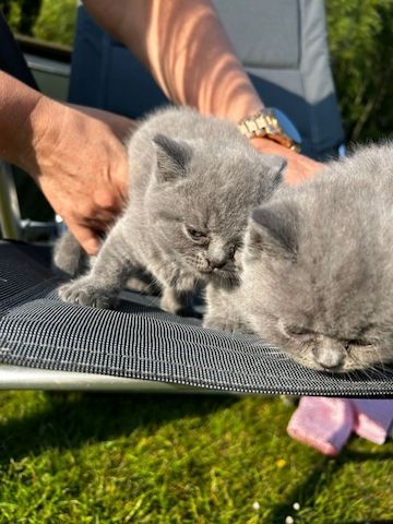 bkh kitten in golden black silver shaded tabby zu verkaufen *britisch kurzhaar kitten*