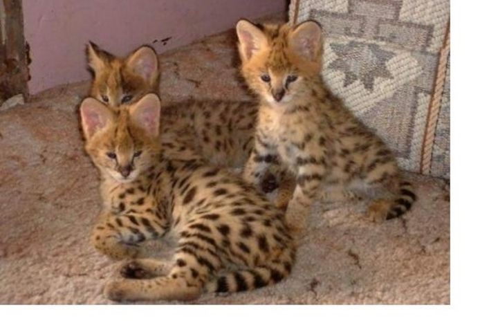 Savannah und Karakalkätzchen .