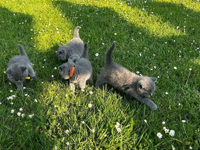 Bkh-Kitten