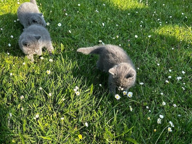 Bkh-Kitten