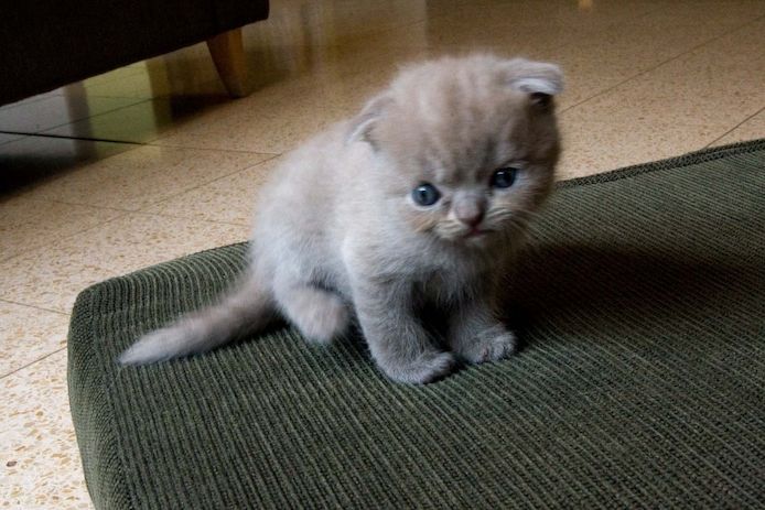 12 süße Katzen und Kätzchen suchen ein schönes Zuhause