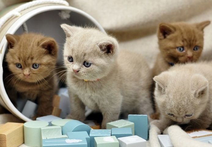 Britisch Kurshaar katzen mit Stammbaum