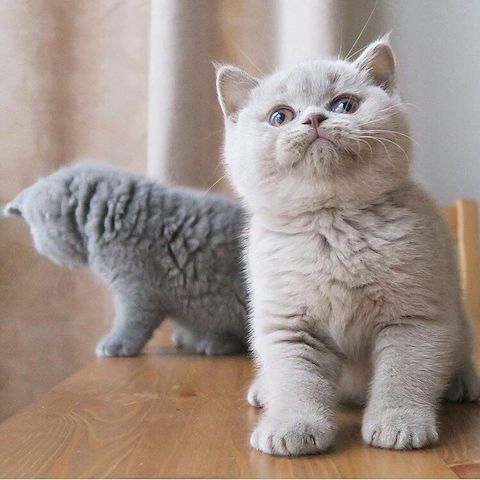 BKH Kitten reinrassig