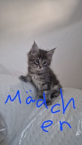 2 hübsche gesunde Reinrassige Maine Coon Kitten ohne Papiere suchen noch ein liebevolles Zuhause