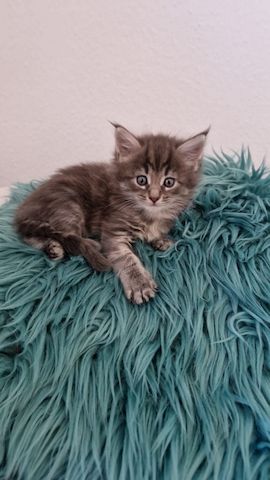 2 hübsche gesunde Reinrassige Maine Coon Kitten ohne Papiere suchen noch ein liebevolles Zuhause