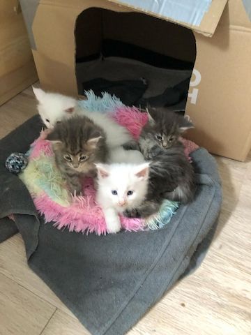 2 hübsche gesunde Reinrassige Maine Coon Kitten ohne Papiere suchen noch ein liebevolles Zuhause