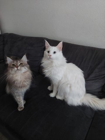 2 hübsche gesunde Reinrassige Maine Coon Kitten ohne Papiere suchen noch ein liebevolles Zuhause