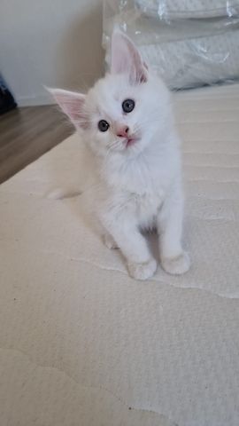 2 hübsche gesunde Reinrassige Maine Coon Kitten ohne Papiere suchen noch ein liebevolles Zuhause