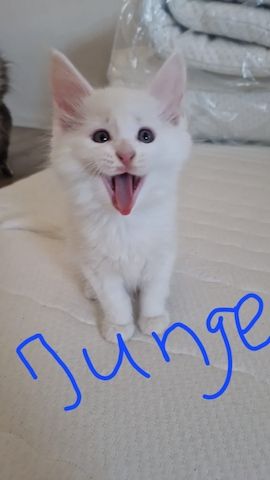 2 hübsche gesunde Reinrassige Maine Coon Kitten ohne Papiere suchen noch ein liebevolles Zuhause