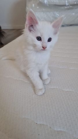 2 hübsche gesunde Reinrassige Maine Coon Kitten ohne Papiere suchen noch ein liebevolles Zuhause