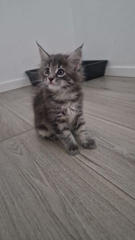 2 hübsche gesunde Reinrassige Maine Coon Kitten ohne Papiere suchen noch ein liebevolles Zuhause