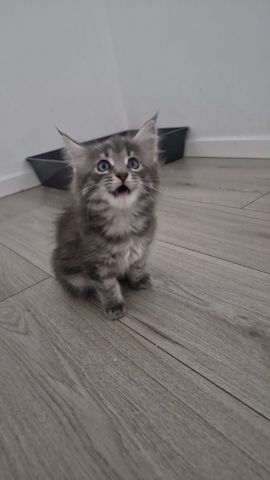 2 hübsche gesunde Reinrassige Maine Coon Kitten ohne Papiere suchen noch ein liebevolles Zuhause