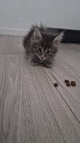 2 hübsche gesunde Reinrassige Maine Coon Kitten ohne Papiere suchen noch ein liebevolles Zuhause