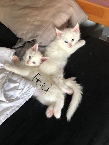 2 hübsche gesunde Reinrassige Maine Coon Kitten ohne Papiere suchen noch ein liebevolles Zuhause