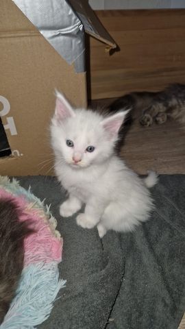 2 hübsche gesunde Reinrassige Maine Coon Kitten ohne Papiere suchen noch ein liebevolles Zuhause