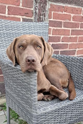 Labrador - Mix - Welpen (schwarz)