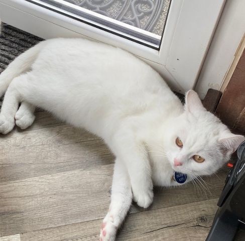 1 weiße18 mon.  Katze Khao Manee Maine Coone Mix 300 €