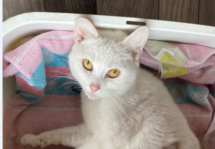 1 weiße18 mon.  Katze Khao Manee Maine Coone Mix 300 €