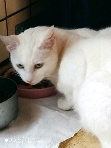 1 weiße18 mon.  Katze Khao Manee Maine Coone Mix 300 €