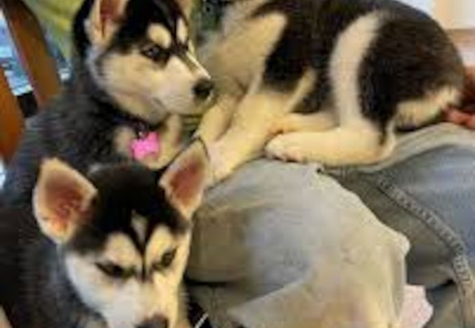 Reinrassige Siberian Husky Welpen