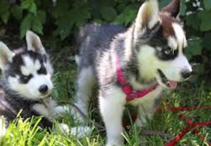 Reinrassige Siberian Husky Welpen