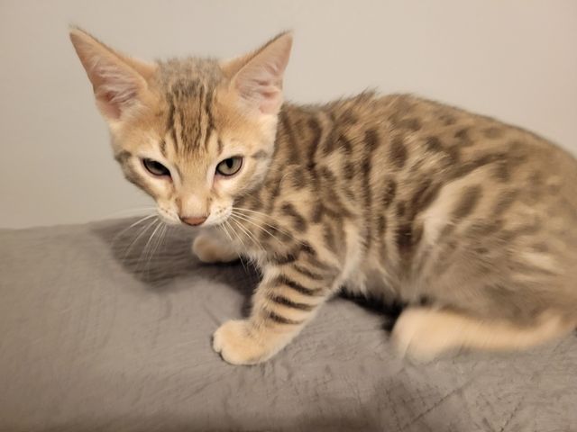 Bengal-Kätzchen