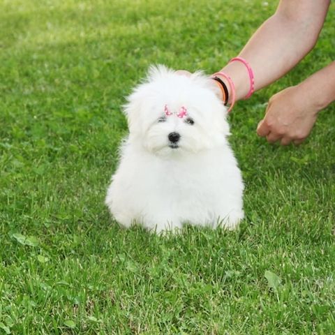 Malteser Bichon Frise Welpen