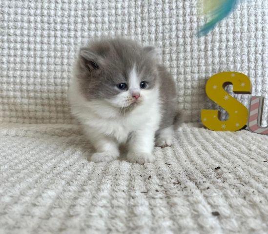 Ein BLH Männchen sucht sofort ein neues Zuhause .