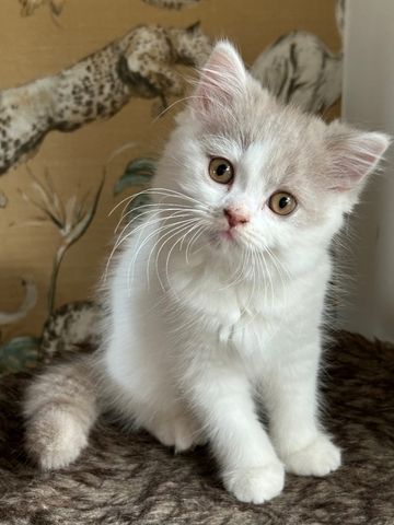 Ein BLH Männchen sucht sofort ein neues Zuhause .
