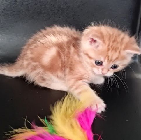 Persermix-Katzenbabys