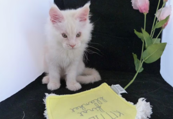 Maine Coon süße kitten