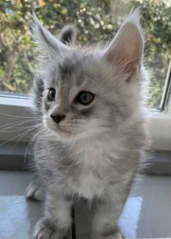 Maine Coon süße kitten