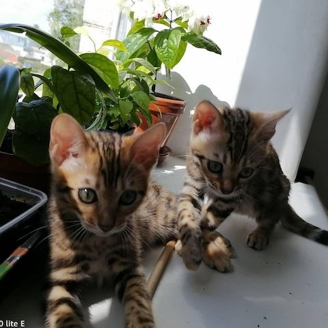 Zauberhafte Bengal Babys suchen ein neues Zuhause inkl. Snow Bengal