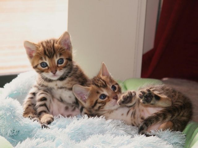 Bengalkatze mit Stammbaum , keine bkh